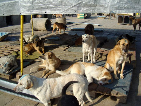 vafa-animal-shelter-dogs-3
