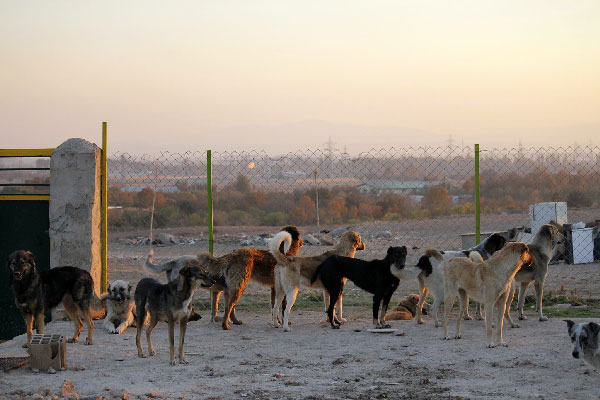 vafa-animal-shelter-dogs