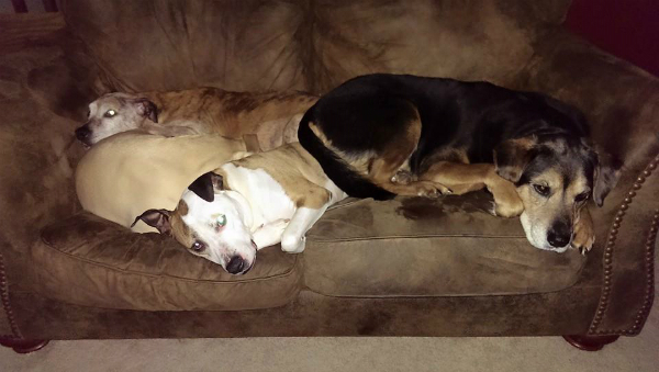 McPeak’s pack of adorable dogs, incuding Willing.