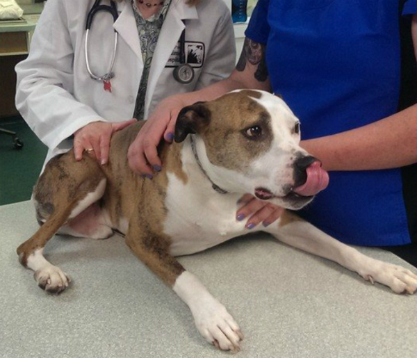These days, Willing has much better experiences at the vet’s office.