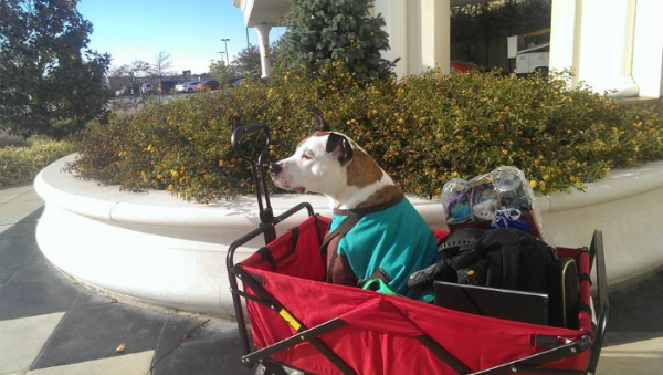 This is how Willing gets around these days.