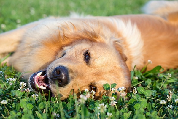 Young dog playing in meadow by Shutterstock.