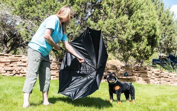 Annie Phenix demonstrates how to use an umbrella to keep a rushing dog back. (Photo by Tica Clarke Photography)