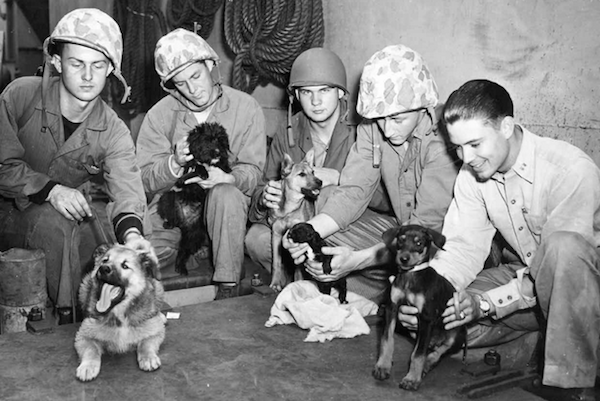 BuddiesBookPuppies