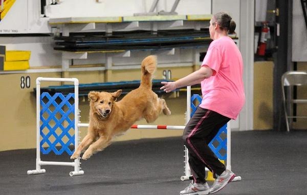 Trainer Deborah Abbot practices agility with her Golden Retriever. (Photo by Paw Prints for Life)