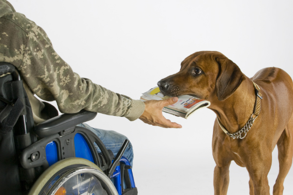 Mobility Assistance Dogs can retrieve objects and help handlers get around. Image via Shutterstock. 