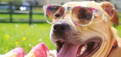 dog sunnies