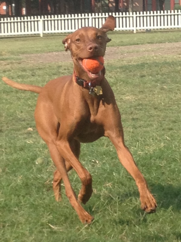A Vizsla running in a park.