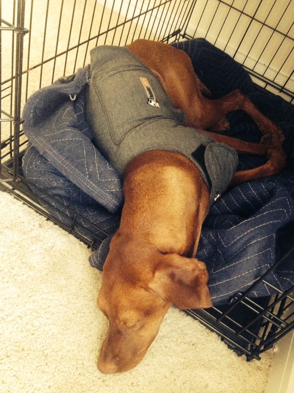 A Vizsla dog in her crate, wearing a Thundershirt.
