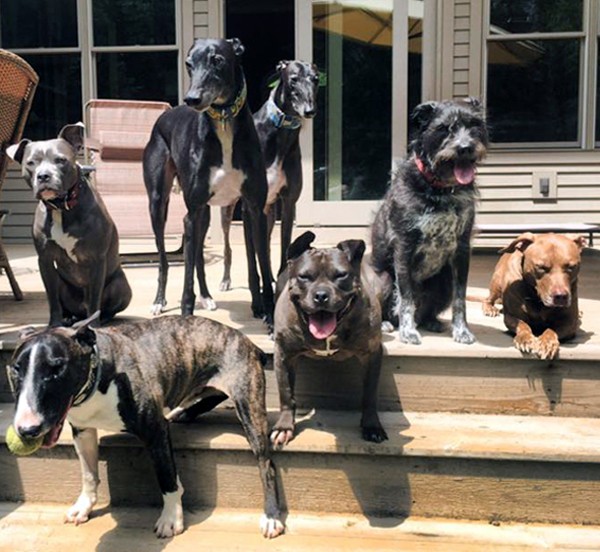 A group of rescued Mr. Mo senior pups enjoying a sunny Facebook photo op. (Photo courtesy of Mr. Mo Project's Facebook page)