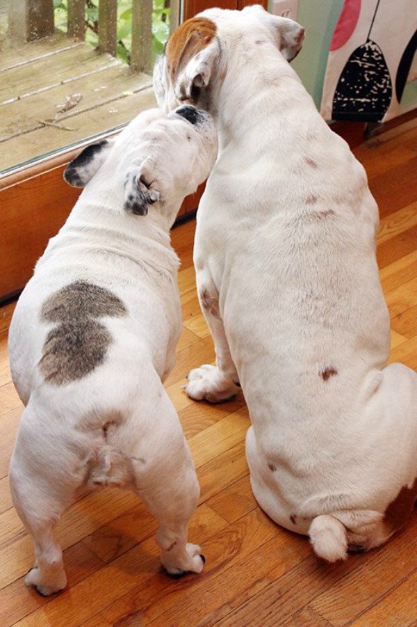 Piper and Ogden only spent a short time together, but the Bulldogs share a special bond.