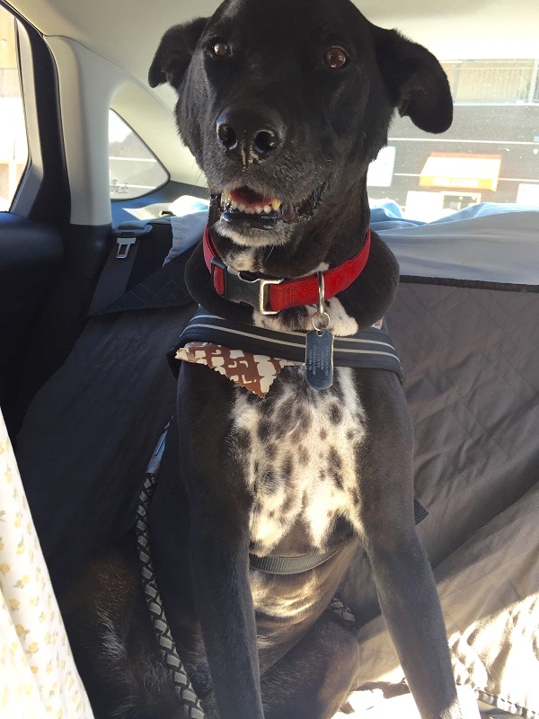 5 Reasons Why I Love the Summer Haircut for Dogs – Dogster