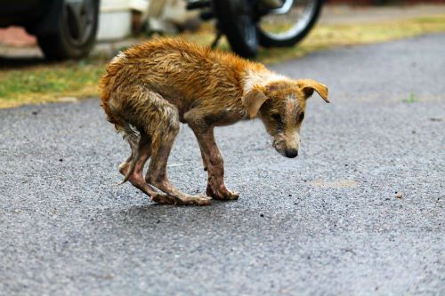Without adequate care and nutrition, most street dogs do not live more than 5-7 years. 