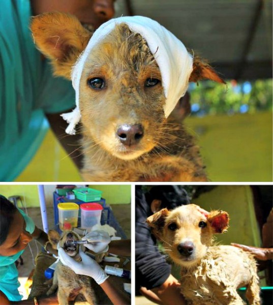 Dogs of all ages find help and lots of TLC at Animal Aid Unlimited.