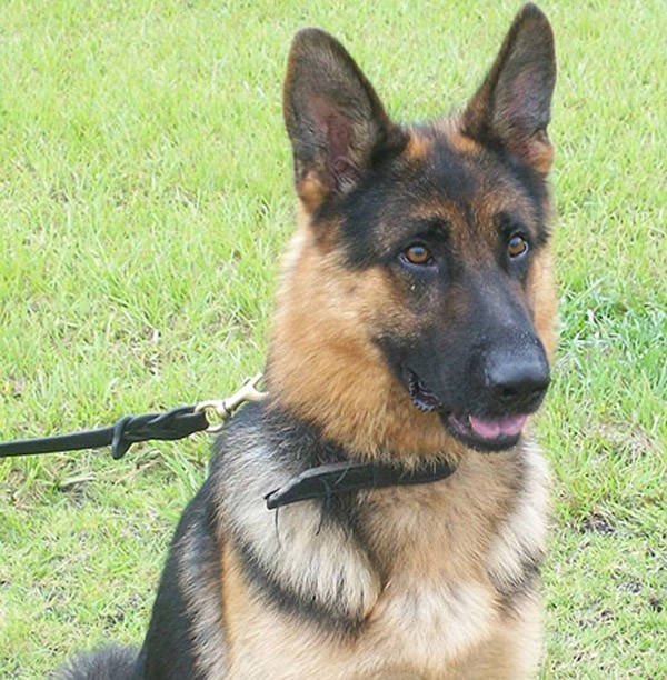 Baston, the K9 officer from Savannah State University.