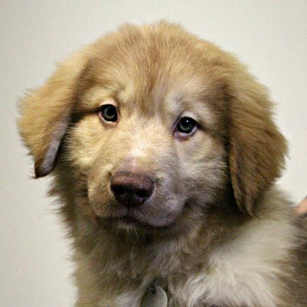 Bear, a 10-week old Great Pyrenees/Newfoundland mix with the North Shore Animal League America.