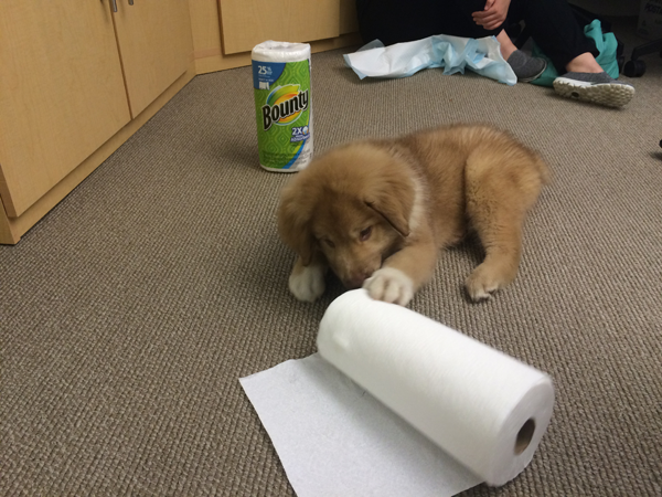 Bear plays with some of the donated paper towels. (Source: North Shore Animal League)