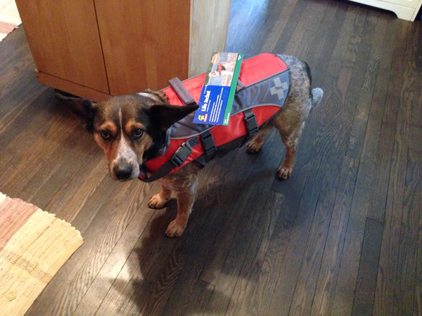 Maybelle’s life jacket fitting.