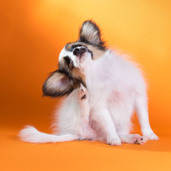 A papillon puppy itching and scratching.