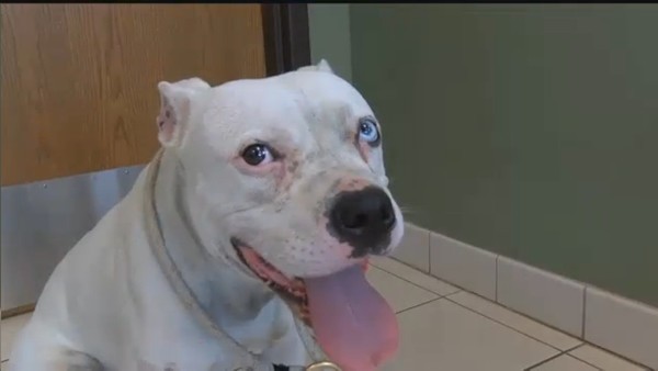Screenshot from CBS58