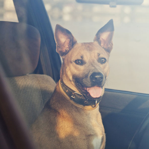 How Hot Is Too Hot To Leave Dog In Car? Legalities & Temperature Dogster