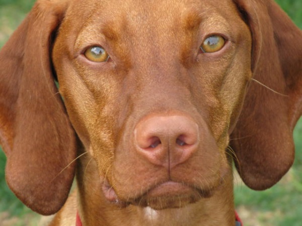 A close up photo of a Vizsla dog. 