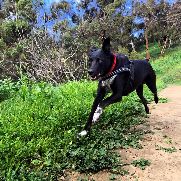 Riggins runs down trouble.