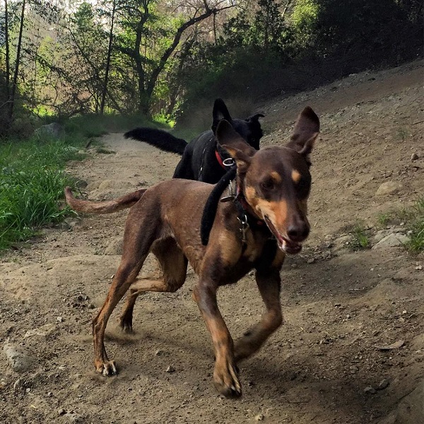 Shadow just runs.