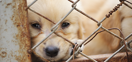 no pet store puppies day