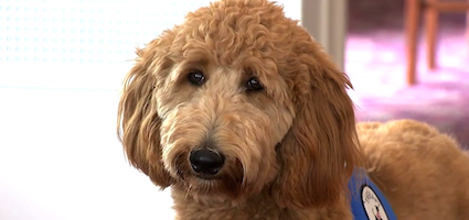 Training A Therapy Dog At Home Training A Therapy Dog At Home