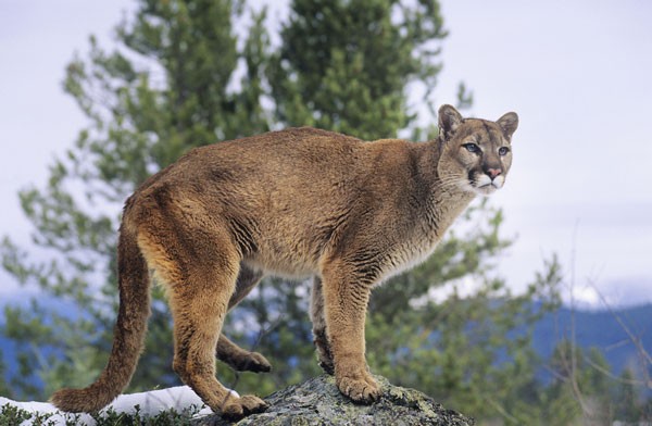 Mountain Lion on Rock via Shutterstock