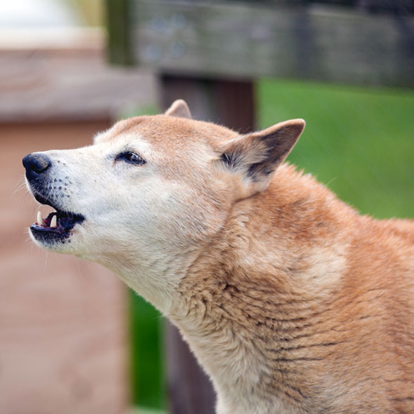 new guinea singing dog