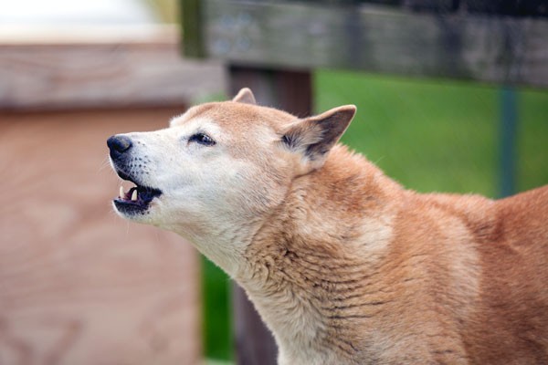 A new guinea singing dog.