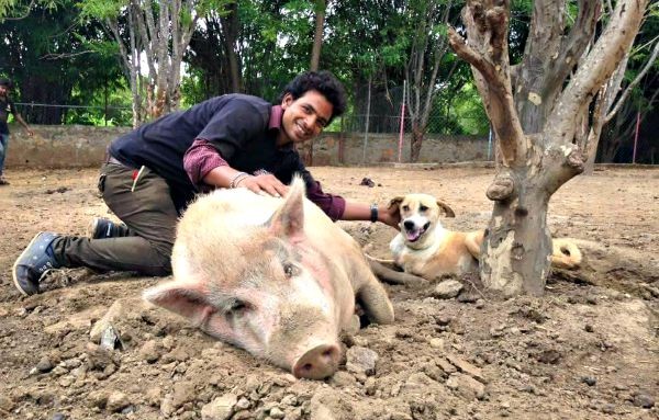 All of Udaipur's street animals in need are welcome at Animal Aid Unlimited. They treat everything from pigs and donkeys to buffalo and cows.