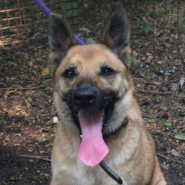 Ranger, awaiting a home after his service. (Source: Facebook)