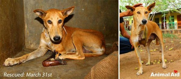 Sheenu was rescued by Animal Aid Unlimited and given a life-saving amputation.