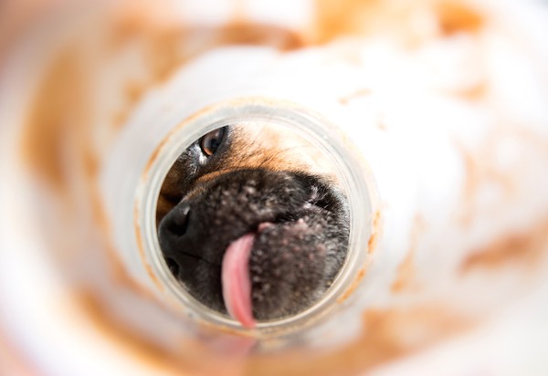 If your dog loves peanut butter, this first recipe will surely be a hit. (Dog licking peanut butter jar by Shutterstock)