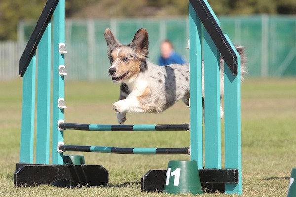 Smaller dogs such as Corgis also enjoy agility. (Corgi on agility course by Shutterstock)