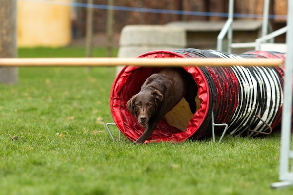 Labs are well suited for the sport of agility. (Lab running through agility tunnel by Shutterstock)