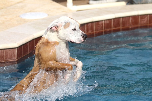 Pit Bull in a pool by Shutterstock.