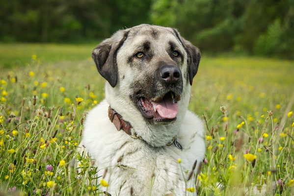 Anatolian Shepherd dog breed