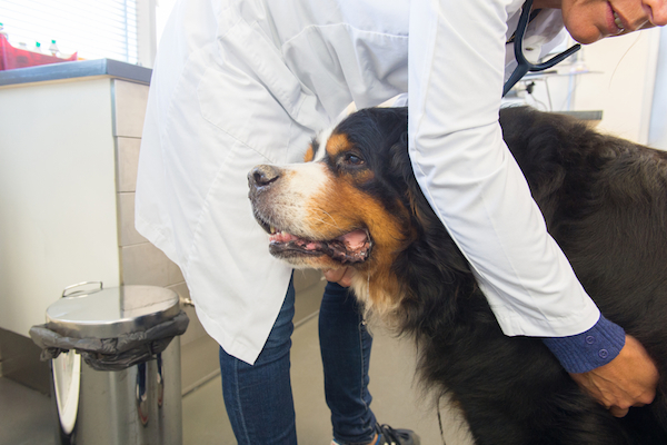 A vet examining a large dog. 