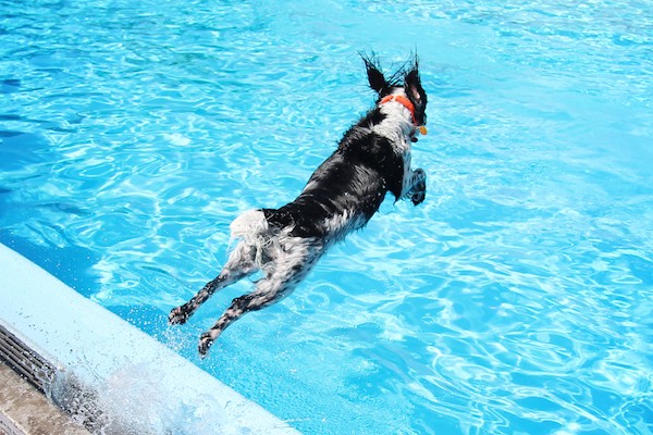 Dog jumping into a pool by Shutterstock.