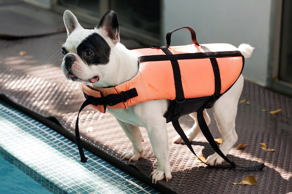 French Bulldog in a life vest by Shutterstock.