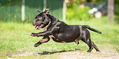 bull terrier staffie