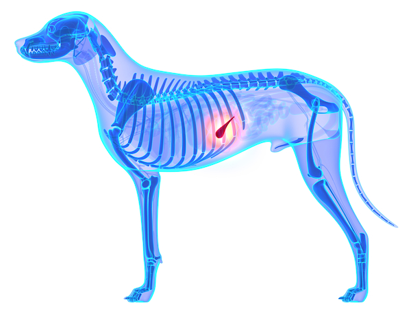(Dog pancrease by Shutterstock)