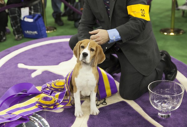 A Beagle named Miss P won Best in Show at the 2015 Westminster Kennel Club show. (Miss P by Shutterstock)