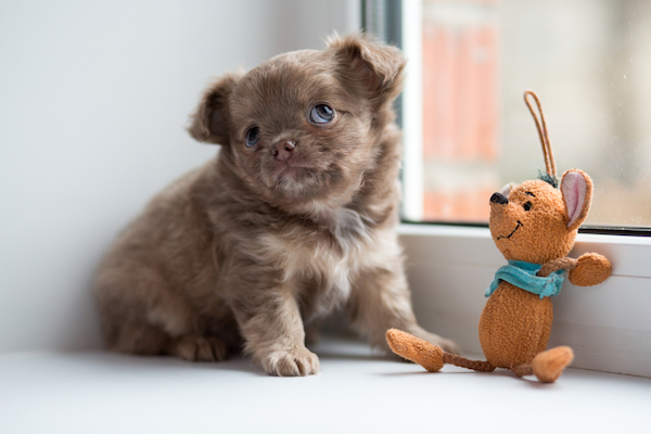 A Chihuahua puppy with a toy.