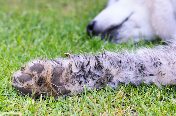 Dog with dirty paws lying in the grass