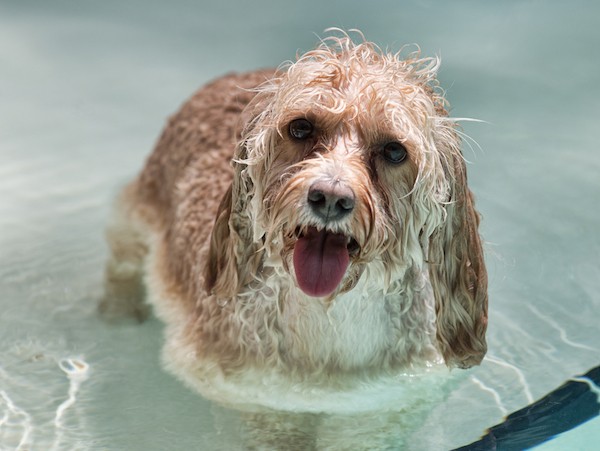 Dog on pool steps by Shutterstock.